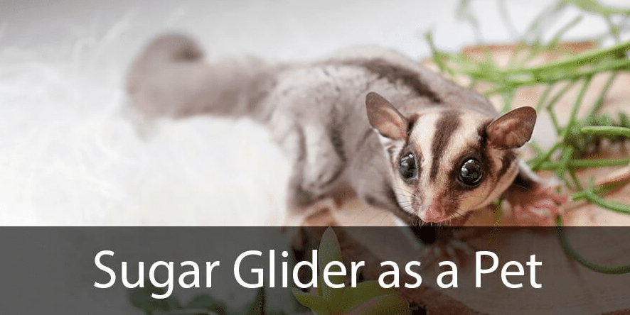 All About Sugar Gliders