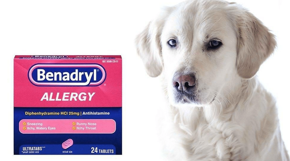 can benadryl cause seizures in dogs