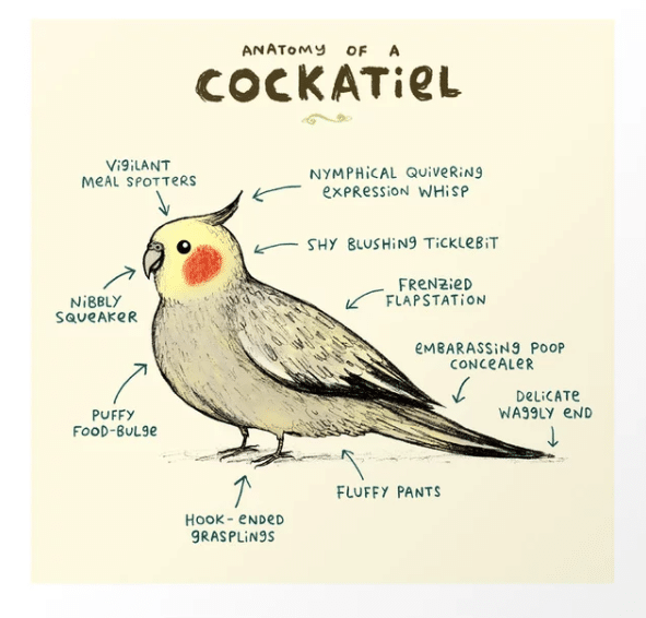 cockatiel