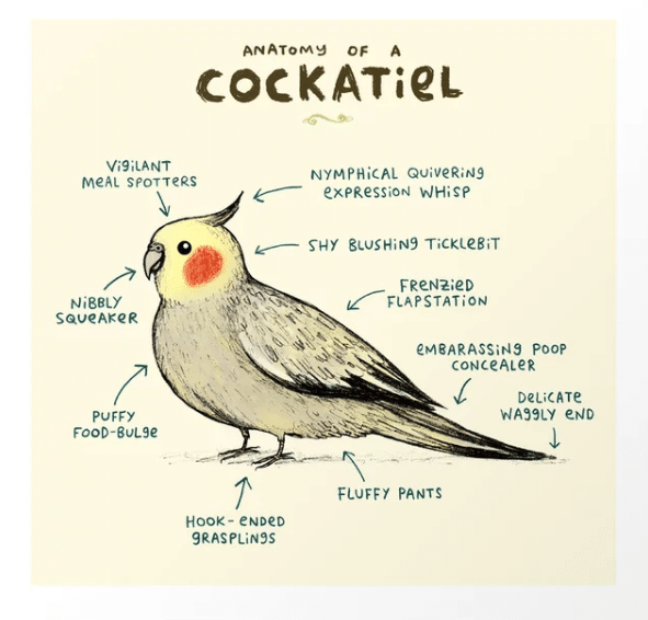 about cockatiels