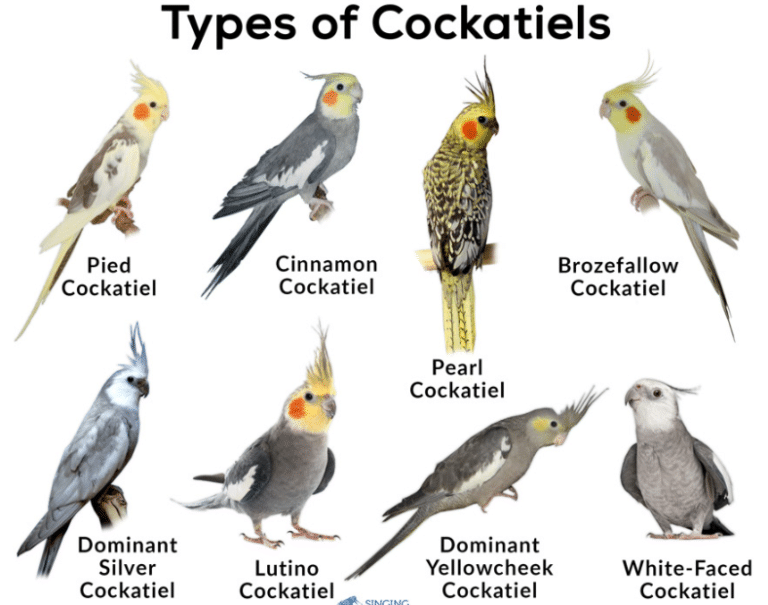 All About Cockatiels: Types of Cockatiels - PetRefine