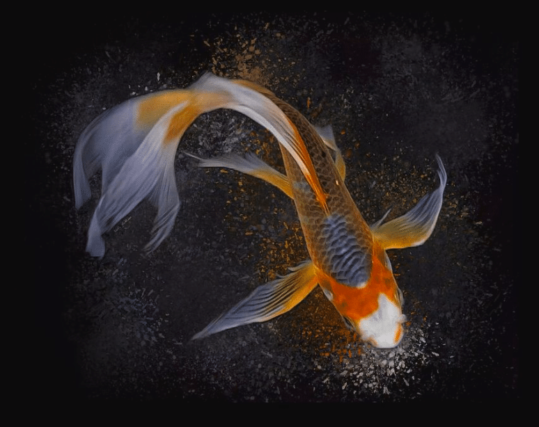 Facts About Koi Fish - PetRefine