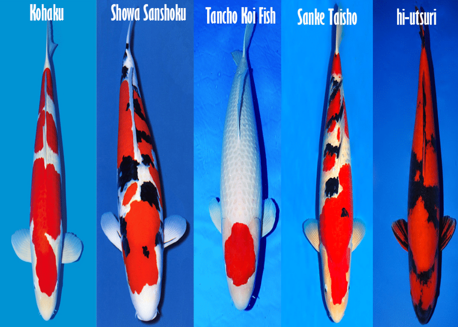 Facts About Koi Fish - PetRefine