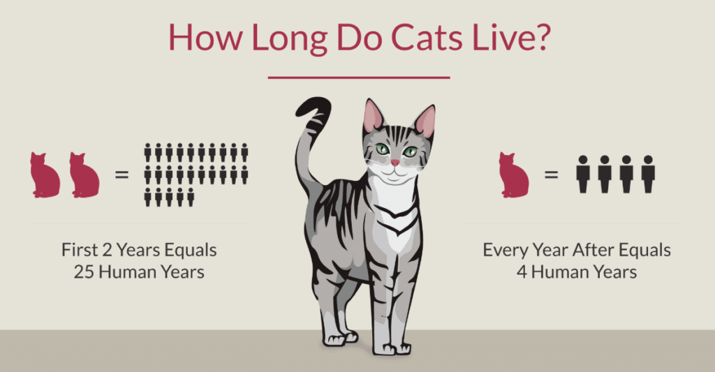 How Long Do Orange Tabby Cats Live PetRefine how-long-do-orange-tabby-cats-live-petrefine