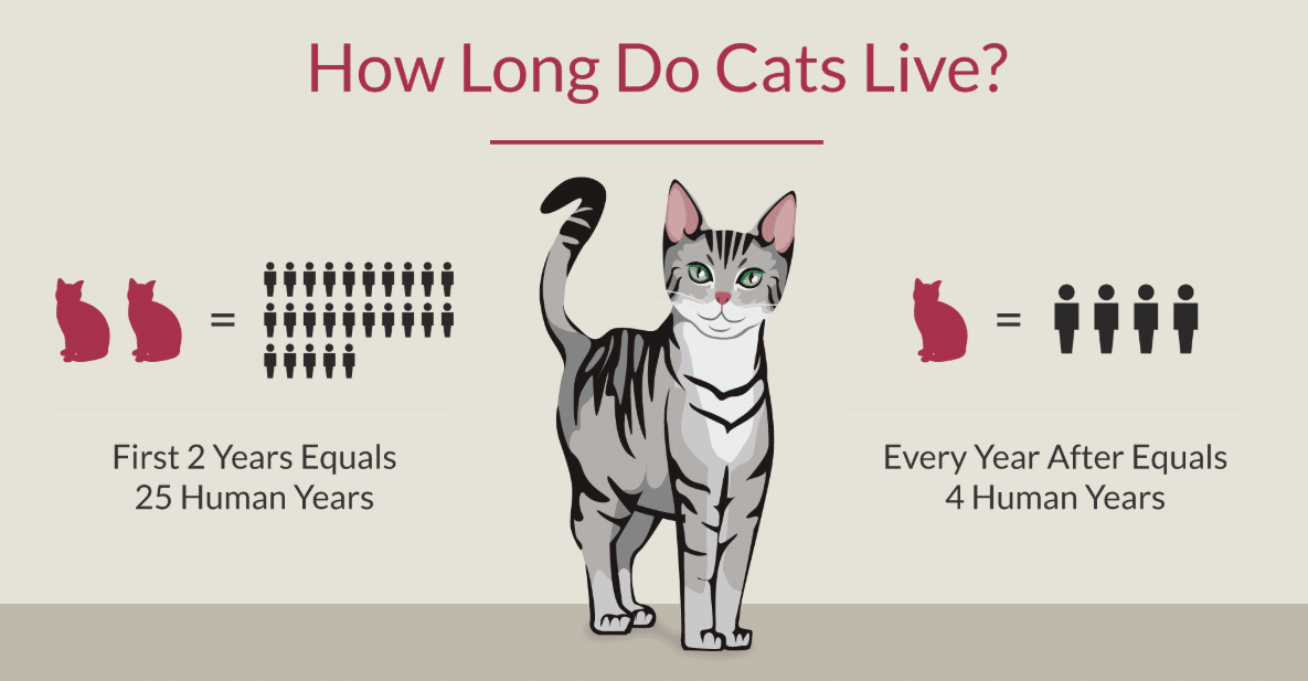 How long does house cats live for on average