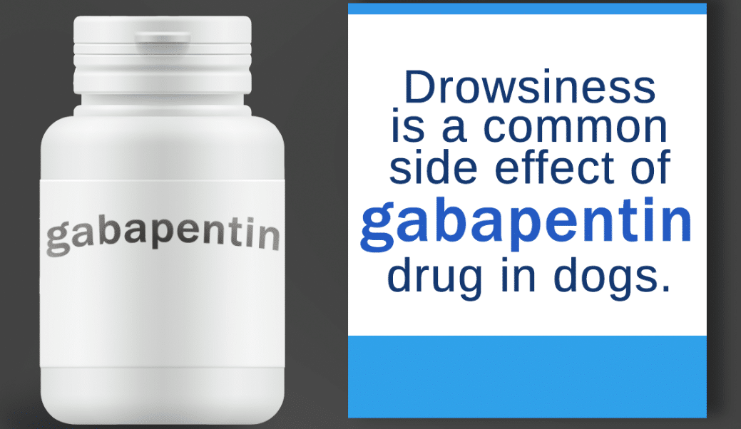 Gabapentin For Dogs Uses PetRefine