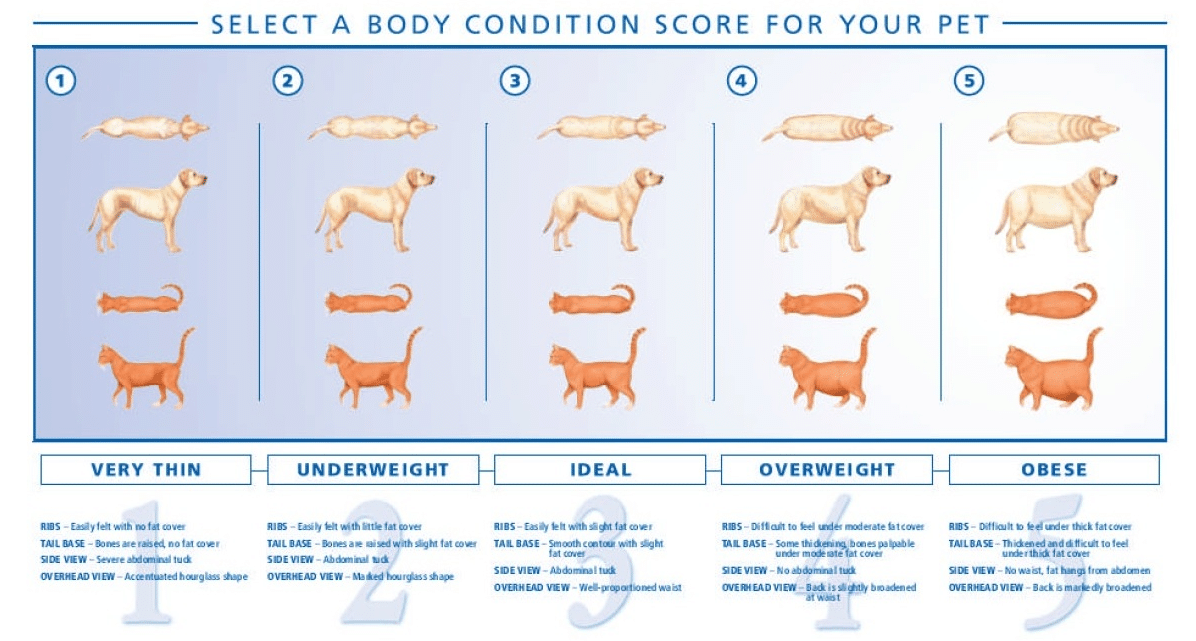 how-much-food-should-you-feed-your-dog-petrefine