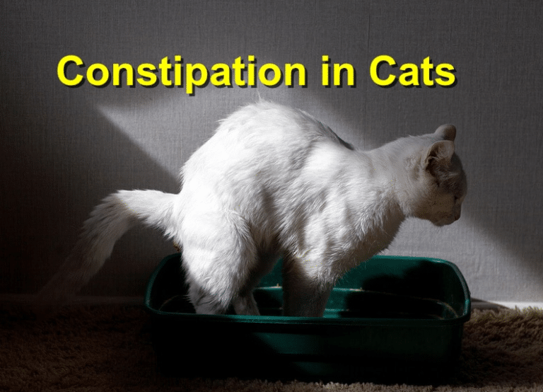 Cat Constipation