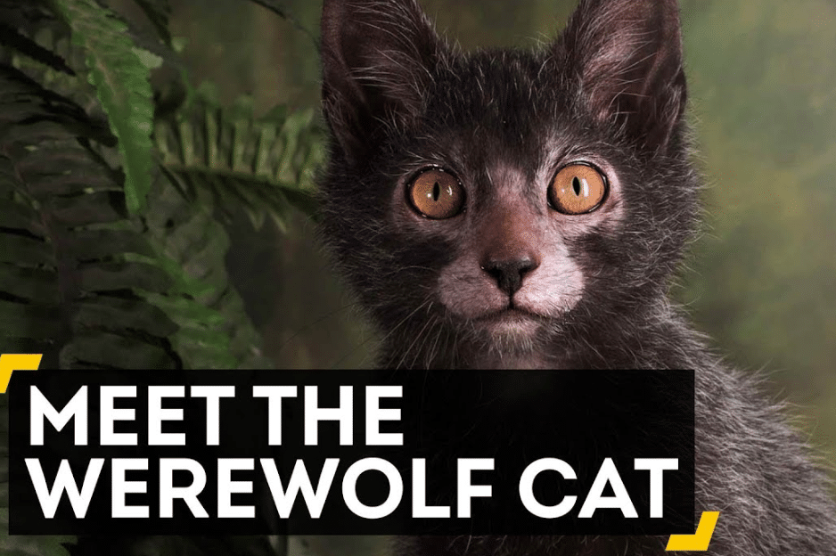 Lykoi Cat For Sale Ohio Petrefine