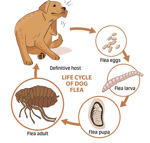 flea eggs