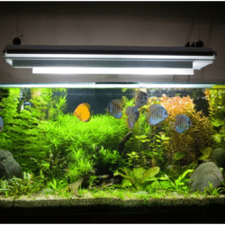 fish tank sizes