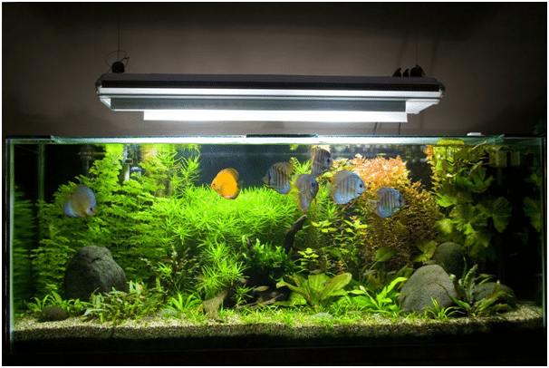 fish tank sizes