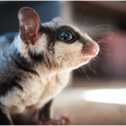 how to take care of a sugar glider