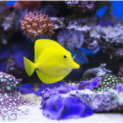 reef aquarium