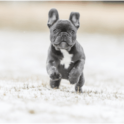 types of French bulldogs