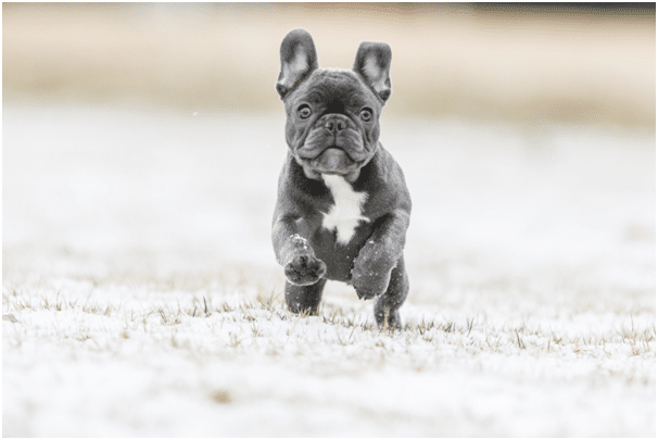 types of French bulldogs