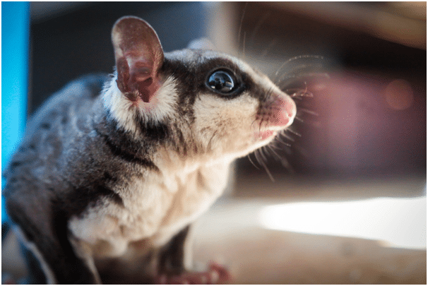how to take care of a sugar glider