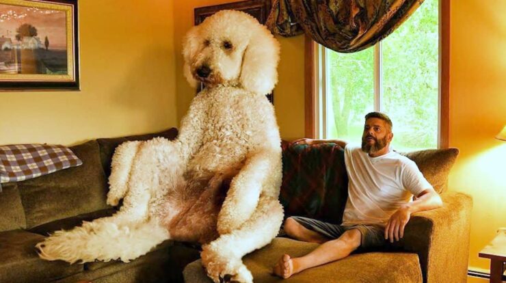 Facts About Internets Favorite Giant Dogs Juji And Jasper