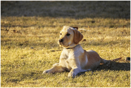 Golden Retrievers 