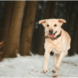 walking a dog in winter