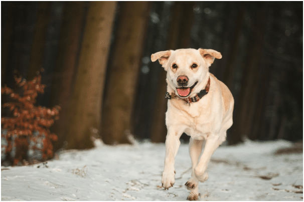 walking a dog in winter