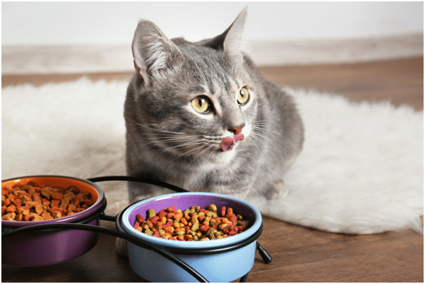 7-factors-to-consider-when-buying-cat-food-petrefine