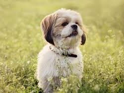 Small Dog Owners
