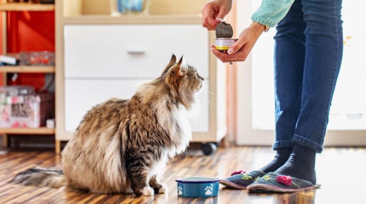 human foods for cats