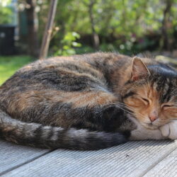 cats laying down