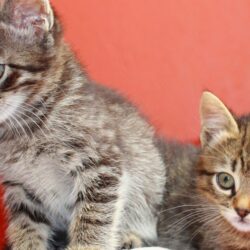 kitten age