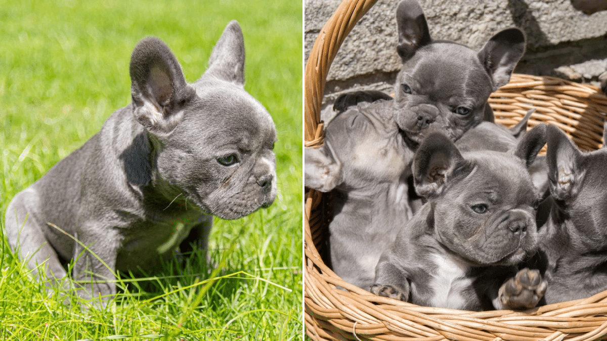 French bulldog puppies