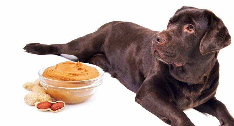 Why Do Dogs Love Peanut Butter?