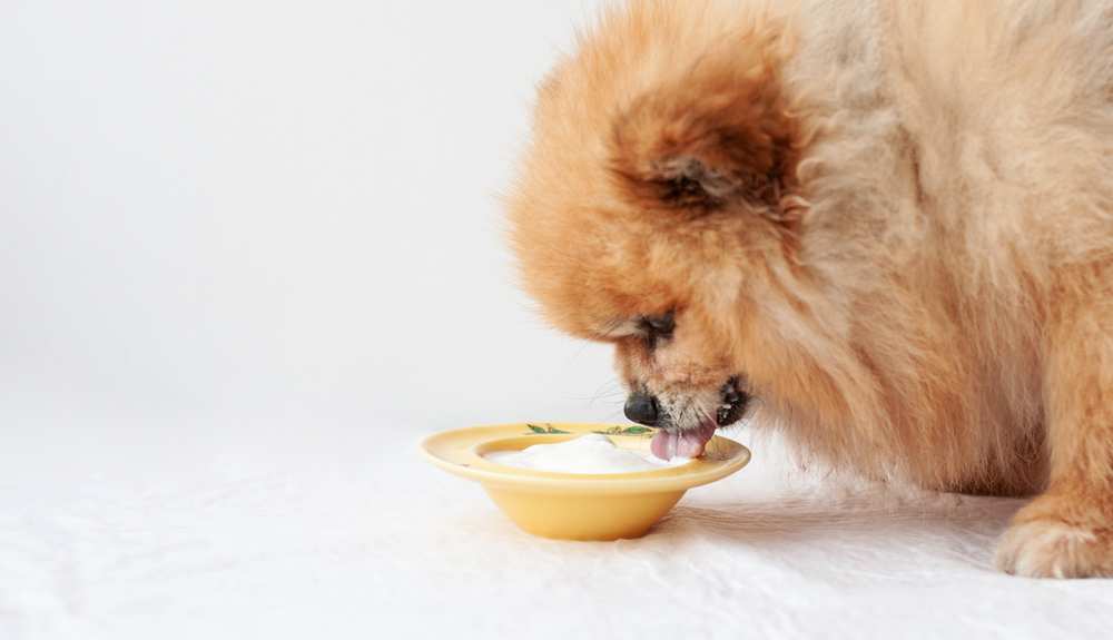 Can dogs eat yogurt?