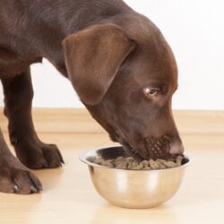 fibrous food for dogs