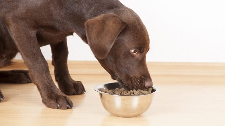 fibrous food for dogs