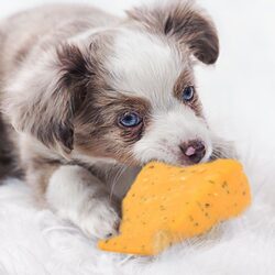 Can Dogs Eat Cheese? Will Dogs Eat Cheese?