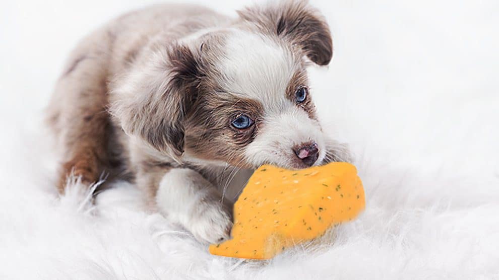 Can Dogs Eat Cheese? Will Dogs Eat Cheese?