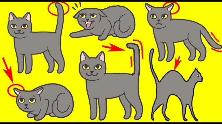 Cat’s Tail Language