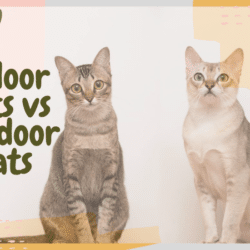 indoor vs outdoor cats