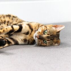 Cat Anxiety Medication