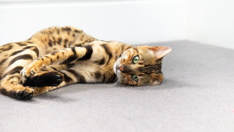 Cat Anxiety Medication
