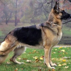 German Shepherds