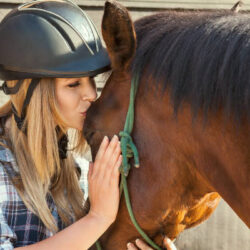 horse care