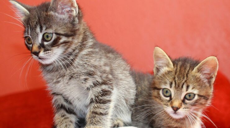 Cat Age