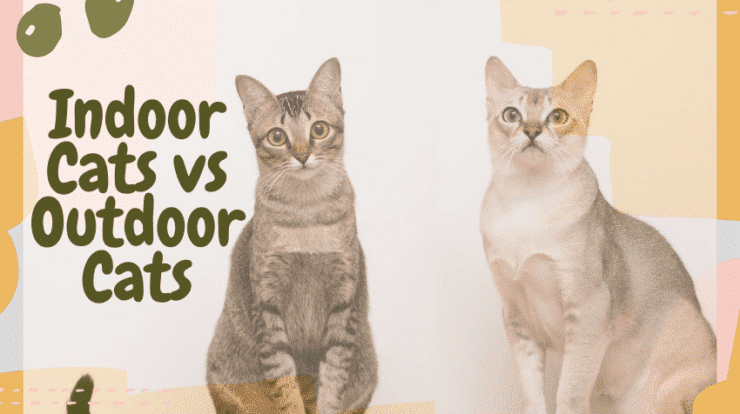 indoor vs outdoor cats