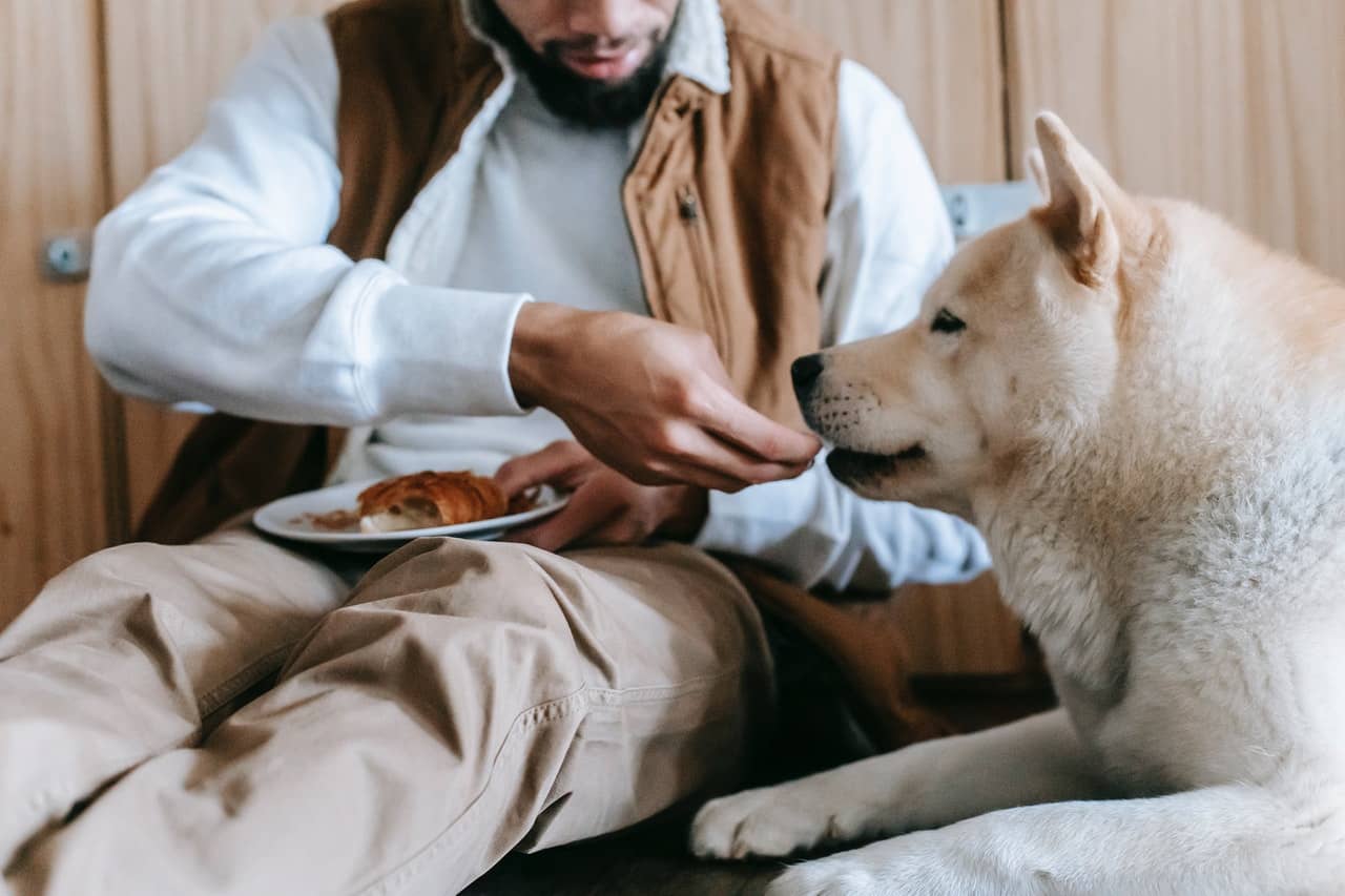 Difference Between Store-Bough and Homemade Dog Food