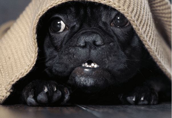 train a puppy
