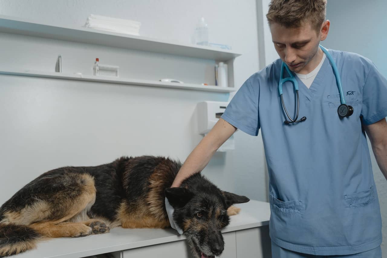 Freedom to go to any vet you want in emergencies