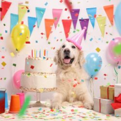 Party Ideas For Your Dogs Birthday Celebration