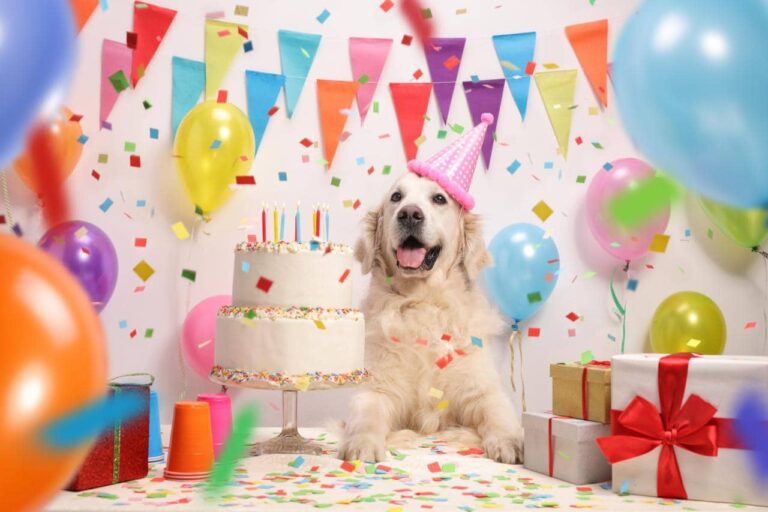 Party Ideas For Your Dogs Birthday Celebration